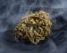 cannabis weed bud medical marijuana cbd